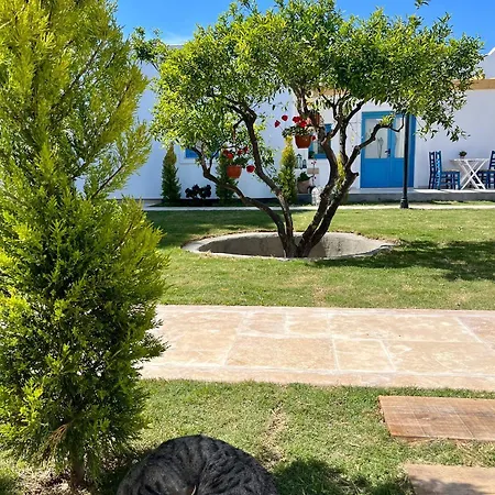 Jakaranda Unique تورغوتْريس